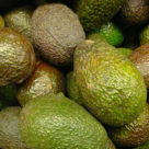 Avocados. Picture by Olle Svensson/Flickr/CC. https://www.flickr.com/photos/ollesvensson/