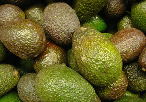 Avocados. Picture by Olle Svensson/Flickr/CC. https://www.flickr.com/photos/ollesvensson/