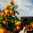 Italian oranges tracked via Almaviva NFC tags and app